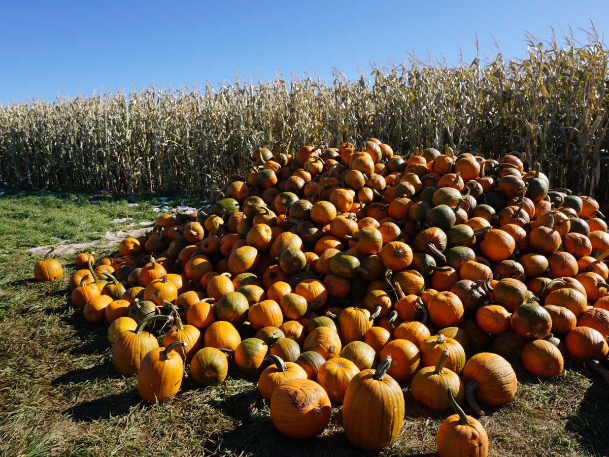 Spearfish Corn Maze and Pumpkin Patch | Visit Spearfish Blog