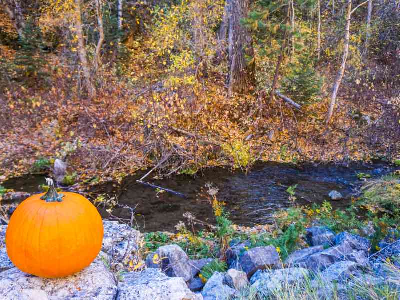 Pumpkin at Iron Creek