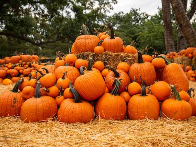 Black Hills, Spearfish, Spearfish Corn Maze and Pumpkin Patch, Type 1 Diabetes