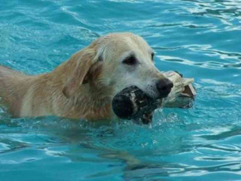 water park dog friendly pet friendly