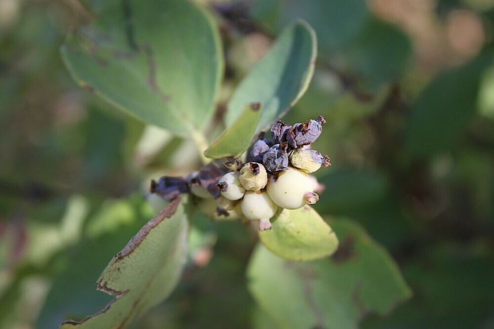 Western Snowberry