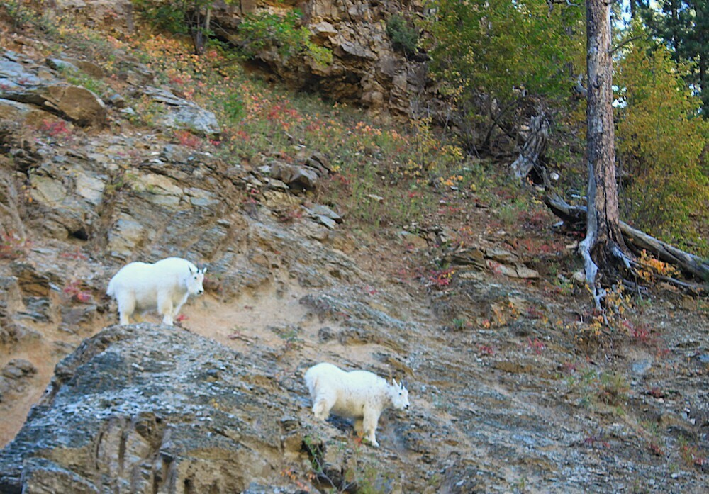 Mountain Goats in Spearfish Canyon