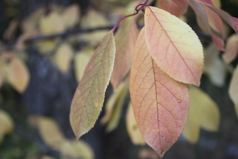 Chokecherry leaves