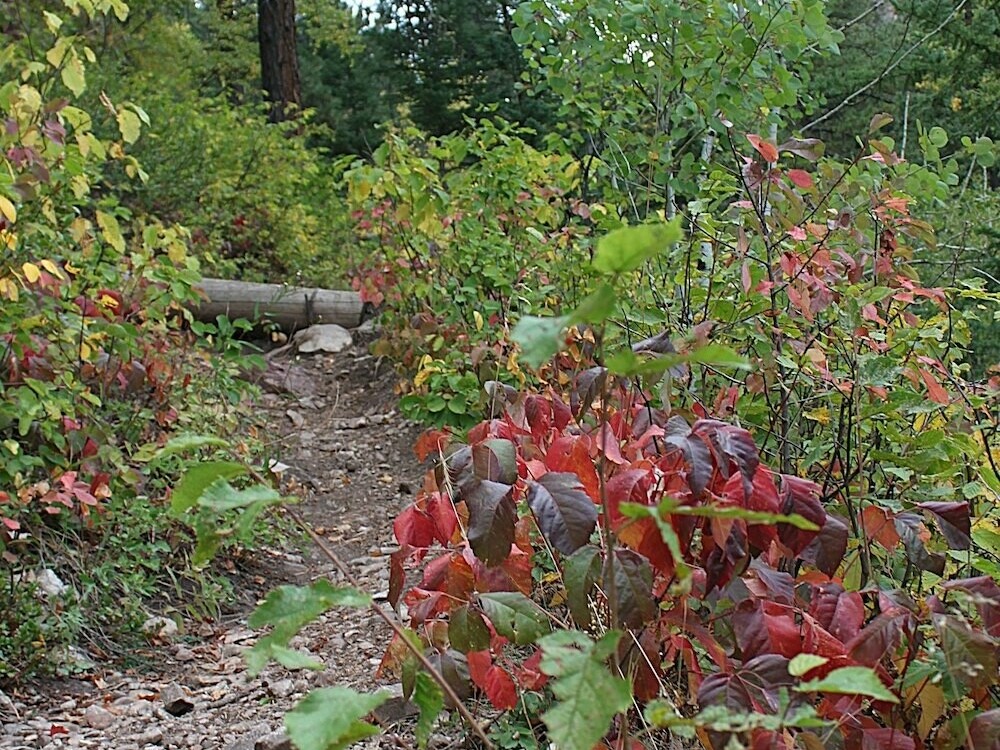 Red Leaves