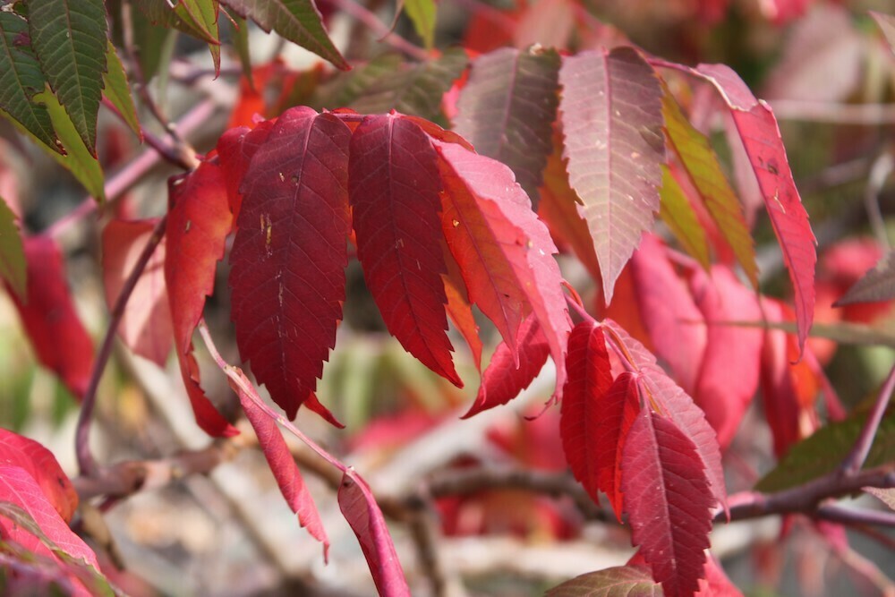 Sumac Leaves