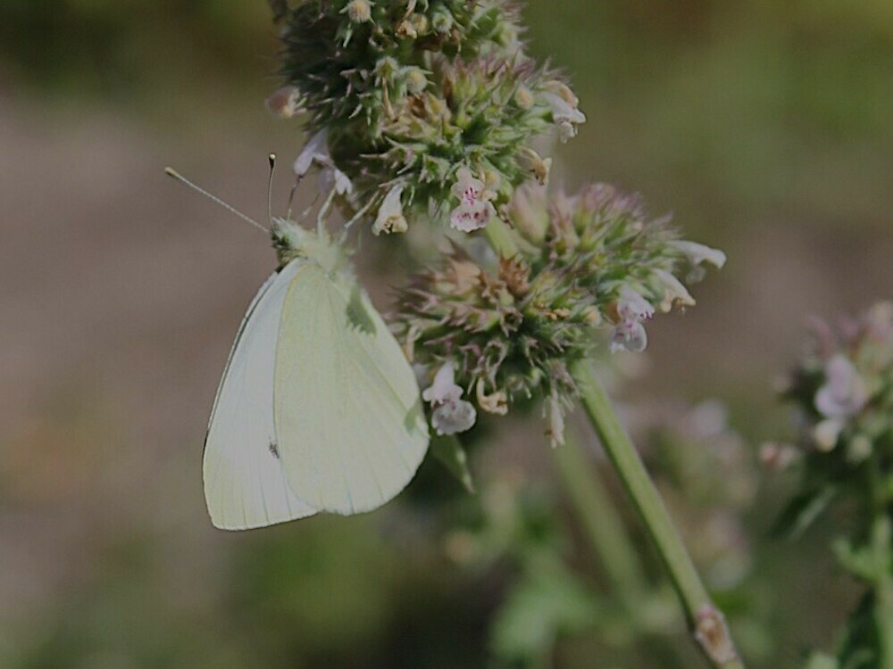 Moth on Catnip