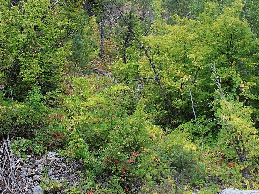 Spearfish Canyon