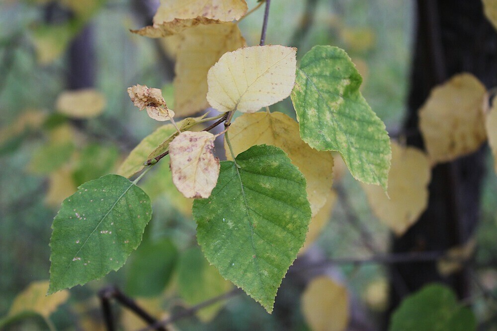 Leaves