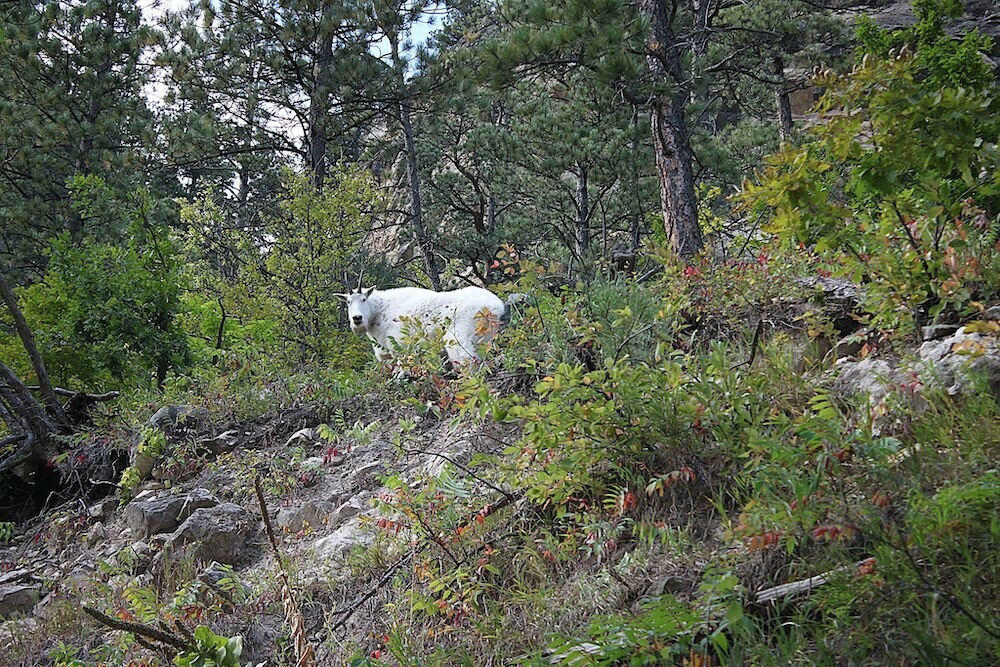 Mountain Goats