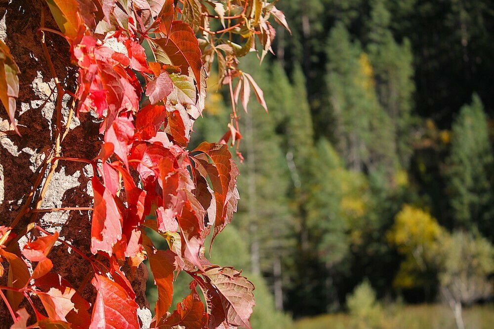 Red Leaves in Spearfish Canyon