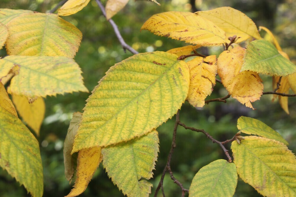 Birch Leaves